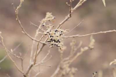 Cestrum tomentosum, photographed by Juan Carlos Pérez Magaña