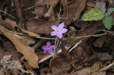 Pseuderanthemum praecox, photographed by Juan Carlos Pérez Magaña