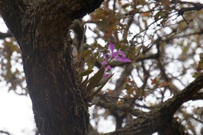 Laelia speciosa, photographed by Juan Carlos Pérez Magaña