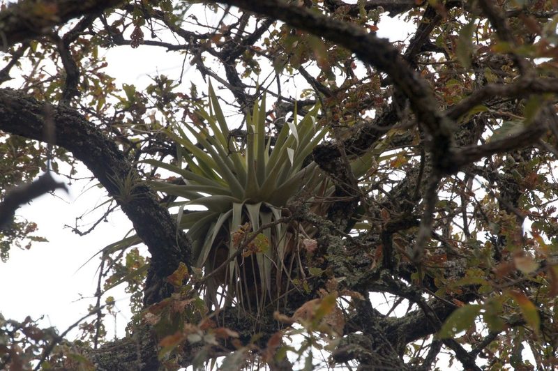 Tillandsia prodigiosa, photographed by Juan Carlos Pérez Magaña