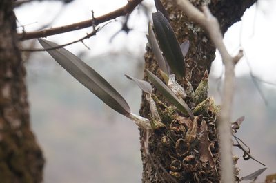 Laelia speciosa, photographed by Juan Carlos Pérez Magaña