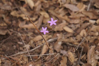Pseuderanthemum praecox, photographed by Juan Carlos Pérez Magaña