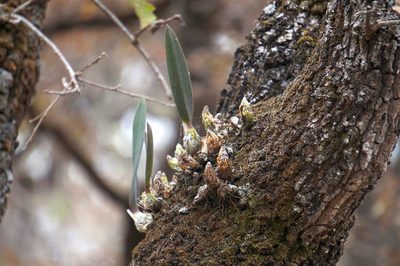 Laelia speciosa, photographed by Juan Carlos Pérez Magaña