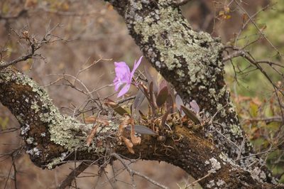 Laelia speciosa, photographed by Juan Carlos Pérez Magaña