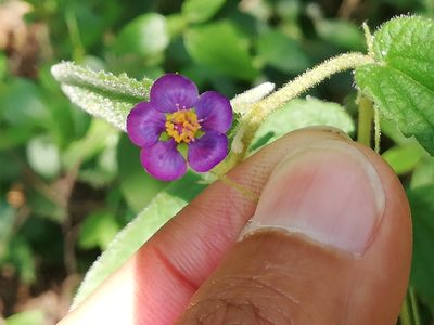 Meximalva filipes, photographed by Liliana Ramírez-Freire