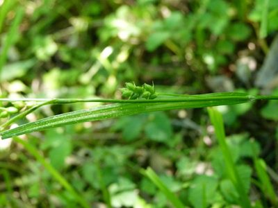 Carex amphibola, photographed by botanygirl