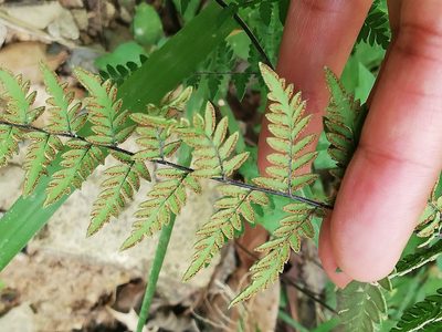 Myriopteris microphylla, photographed by Liliana Ramírez-Freire