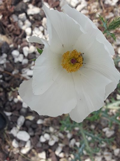 Argemone grandiflora, photographed by José Gerardo Velasco