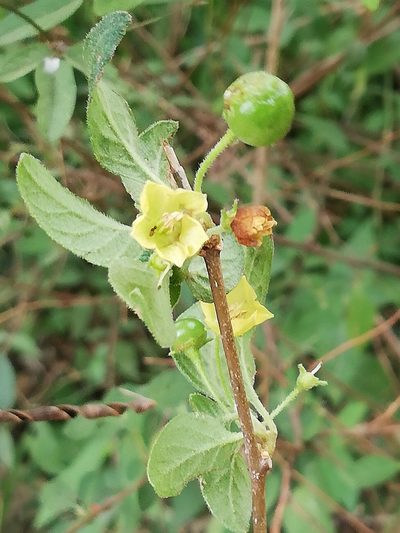 Capsicum rhomboideum, photographed by Liliana Ramírez-Freire
