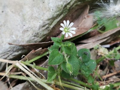 Stellaria cuspidata, photographed by Liliana Ramírez-Freire