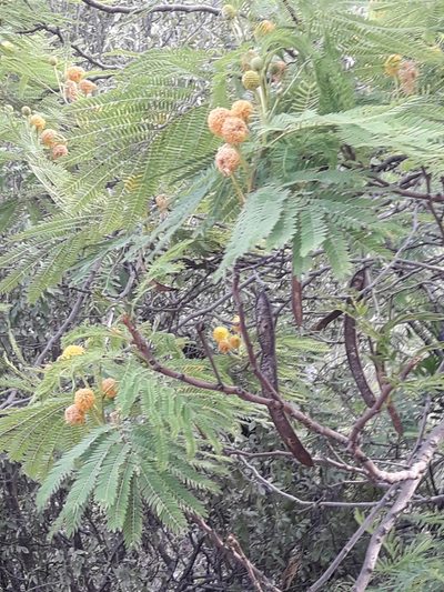 Leucaena greggii, photographed by José Gerardo Velasco