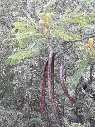 Leucaena greggii, photographed by José Gerardo Velasco
