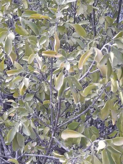 Helietta parvifolia, photographed by José Gerardo Velasco