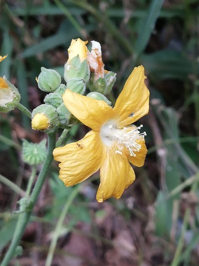 Anoda leonensis, photographed by Liliana Ramírez-Freire