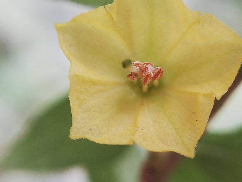 Capsicum rhomboideum, photographed by Liliana Ramírez-Freire