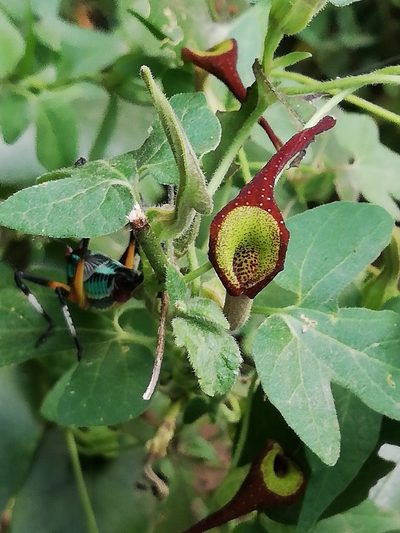 Aristolochia pentandra, photographed by Liliana Ramírez-Freire
