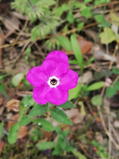Hunzikeria texana, photographed by Liliana Ramírez-Freire