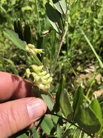 Lathyrus holochlorus, photographed by Matt Benotsch