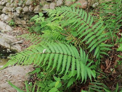 Pelazoneuron ovatum, photographed by Liliana Ramírez-Freire