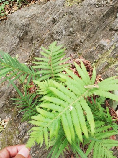 Pelazoneuron puberulum, photographed by Liliana Ramírez-Freire