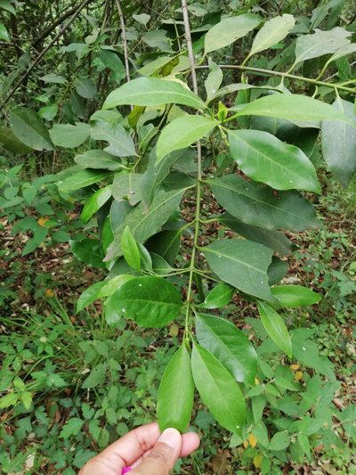 Chiococca pachyphylla, photographed by Liliana Ramírez-Freire