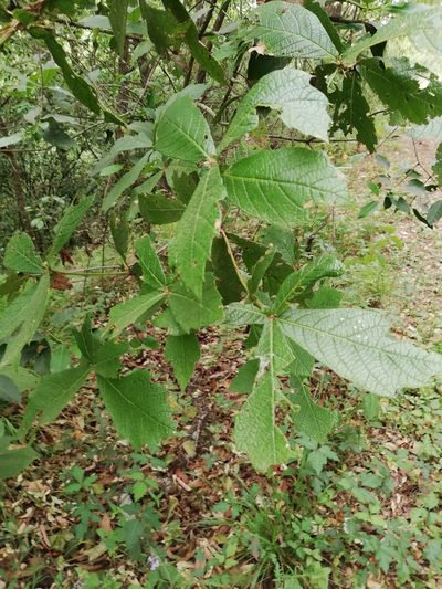 Quercus rysophylla, photographed by Liliana Ramírez-Freire