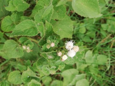 Ageratina petiolaris, photographed by Liliana Ramírez-Freire