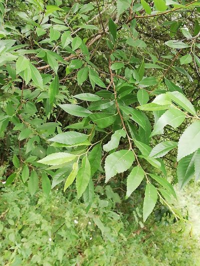 Ulmus serotina, photographed by Liliana Ramírez-Freire