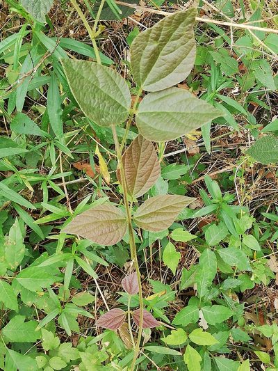 Desmodium lindheimeri, photographed by Liliana Ramírez-Freire