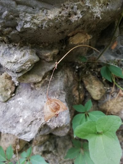 Begonia uniflora, photographed by Liliana Ramírez-Freire