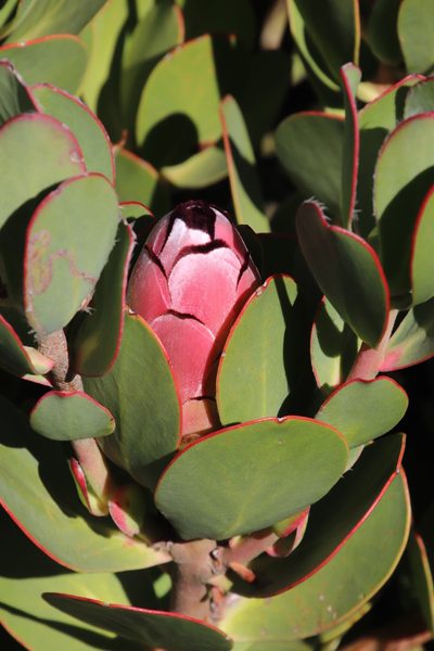 Protea stokoei, photographed by Tony Rebelo