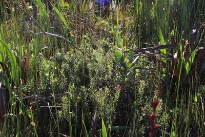 Psoralea obliqua, photographed by Tony Rebelo