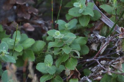 Cliffortia hirsuta, photographed by Tony Rebelo