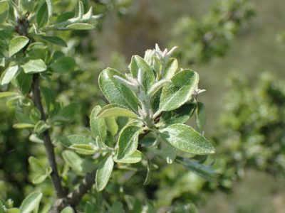 Pyrus spinosa, photographed by Julien Renoult