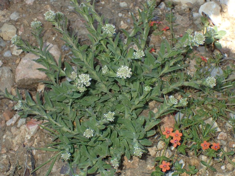 Lepidium hirtum, photographed by Julien Renoult