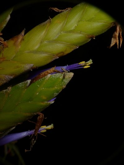 Tillandsia botterii, photographed by Oscar Marín