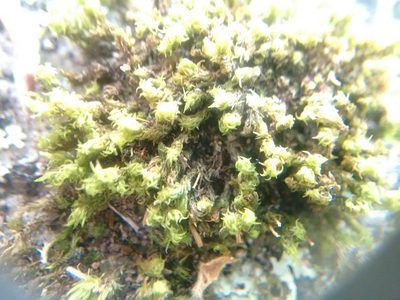 Ulota hutchinsiae, photographed by Rafael Medina