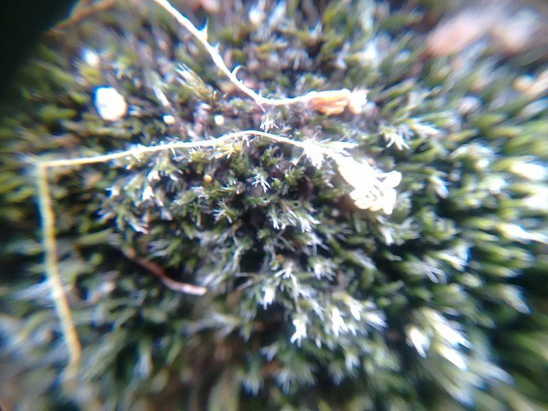 Grimmia pilifera, photographed by Rafael Medina