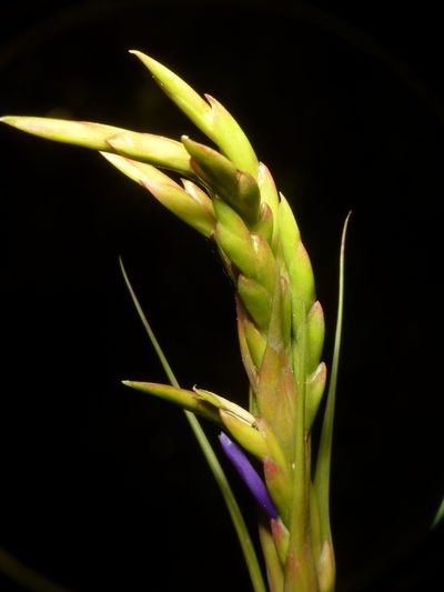 Tillandsia polystachia, photographed by Oscar Marín