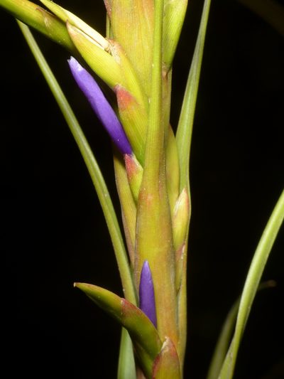 Tillandsia polystachia, photographed by Oscar Marín