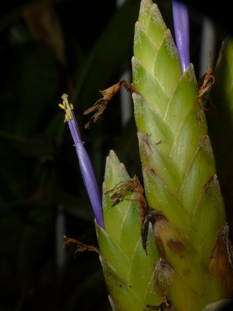 Tillandsia botterii, photographed by Oscar Marín