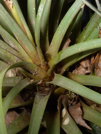 Tillandsia botterii, photographed by Oscar Marín