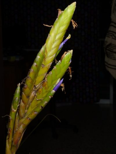 Tillandsia botterii, photographed by Oscar Marín