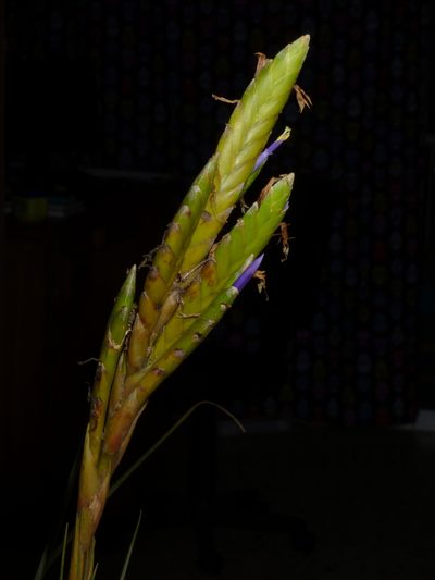 Tillandsia botterii, photographed by Oscar Marín