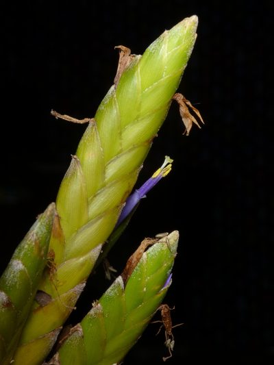 Tillandsia botterii, photographed by Oscar Marín