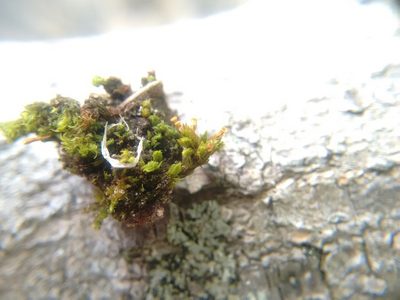 Orthotrichum stellatum, photographed by Rafael Medina