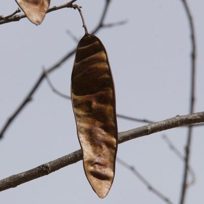 Lysiloma divaricatum, photographed by Bill Levine