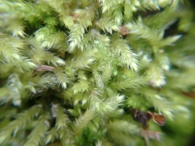 Brachythecium salebrosum, photographed by Rafael Medina