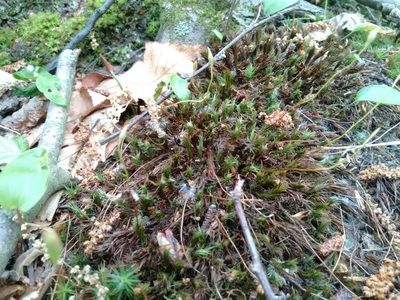Polytrichum ohioense, photographed by Rafael Medina