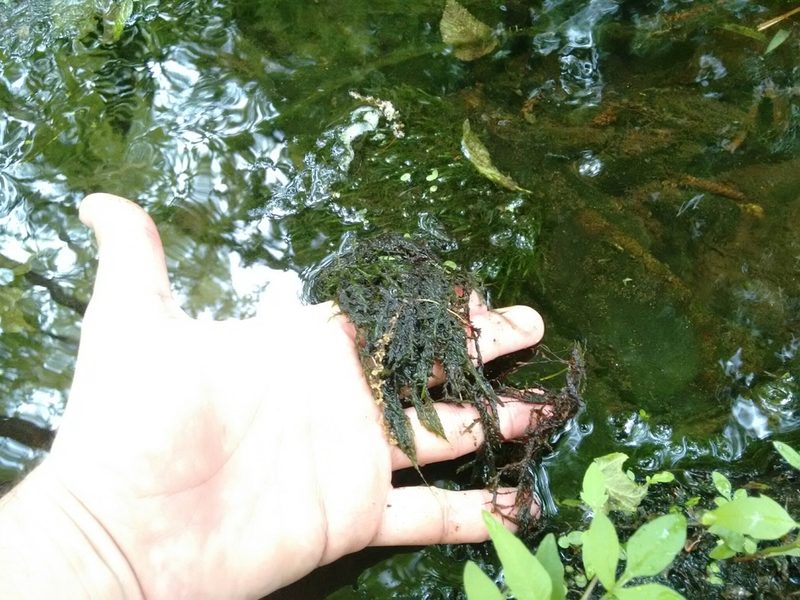 Fontinalis dalecarlica, photographed by Rafael Medina